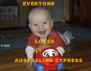 Picture - baby on Australian Cypress floor. ©2009.