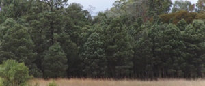 Picture - Australian Cypress florest