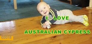 Picture: Families love Australian Cypress, especially the kids. ©.