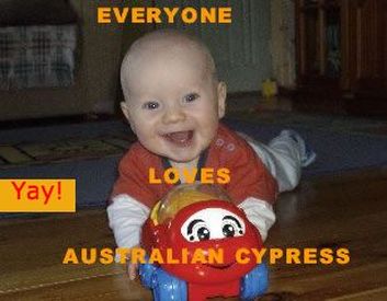 Picture - baby on Australian Cypress floor